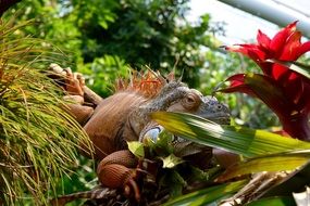 zoo animal lizard in plants