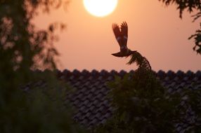 closeup photo of dove at sunset sky above roof