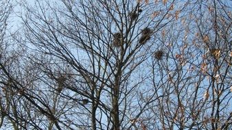 mistletoe trees