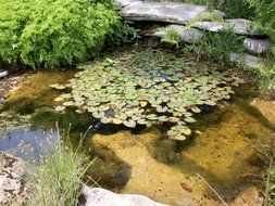 green lotus leaves on the water in the pond