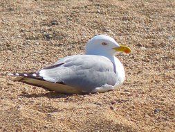 Picture of seagull is sitting