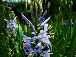 Picture of hyacinth flowers