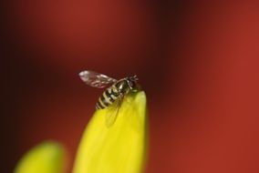 Striped insect on flower