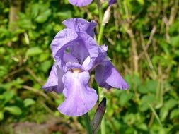 closeup photo of Natural Purple iris flower