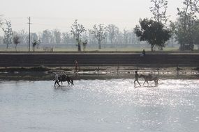 man with donkey walking in water, india, uttarakhand