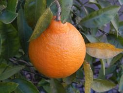 orange on orange tree