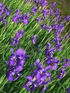 purple irises in the greenhouse