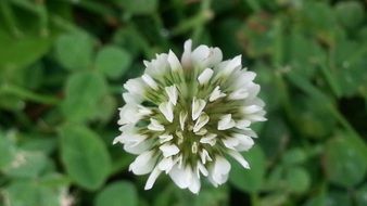 white pointed flower closeup