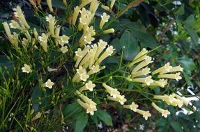 Beautiful firecracker plants with yellow flowers in Karnataka, India