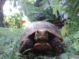jabuti or red-legged turtle