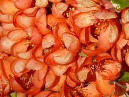 orange petals close-up