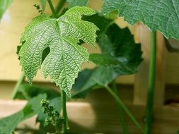 grape green leaves