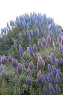 plant with big blooming candles