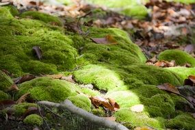 closeup picture of green moss at autumn forest