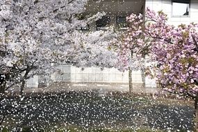 the petals flowers