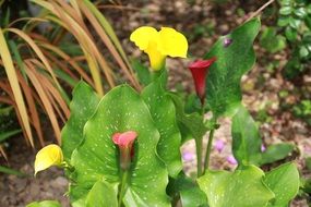 red and yellow callas blooming in garden