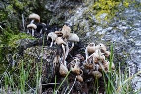 wild withered mushrooms among the rocks and colorful plants
