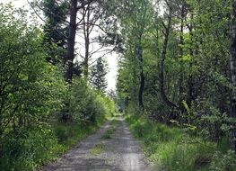 nice path in the forest