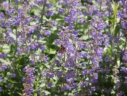purple flower blossom closeup