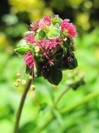 garden flower on a blurred background