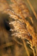 yellow grass close up