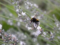 bumblebee on a lavender flower