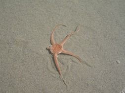sea star in the sand