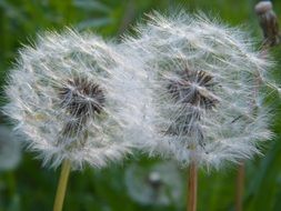 extraordinary beautiful dandelion