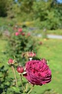 Red flower roses buds Green view