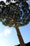 low angle view of pine tree at sky