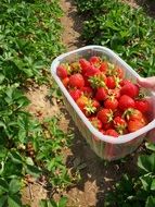 collecting of strawberries