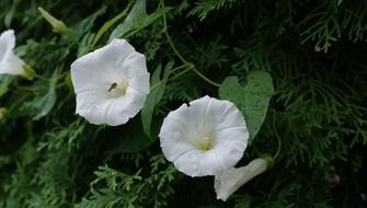 White vetch blossoms