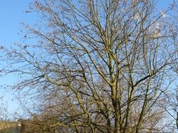 autumn tree on a background of blue sky