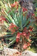 green cactus in the garden