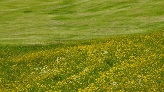 Green meadow in summertime