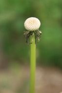 Empty dandelion flower