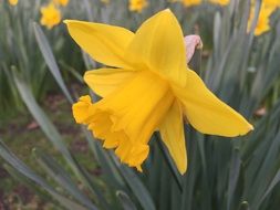 blooming yellow daffodil