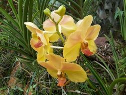 yellow orchids in nature
