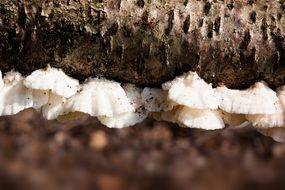 sponge mushroom on a tree trunk