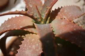 cactus with brown leaves