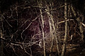 Mystic forest, dark landscape