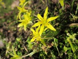 gagea villosa flowers close-up on blurred background