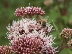 insect among lush inflorescences close-up