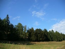 meadow near green forest landscape