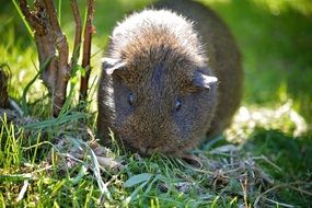 black buff-agouti guinea pig
