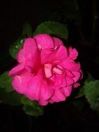 pink spring flower in the dark
