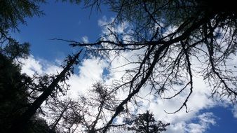 dark wood on a background of white clouds