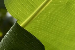 leaf banana