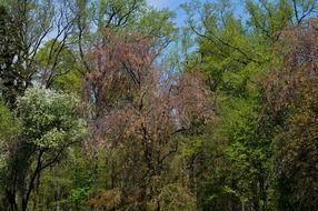 Colorful tree in a national park