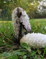 comatus mushroom close-up on blurred background